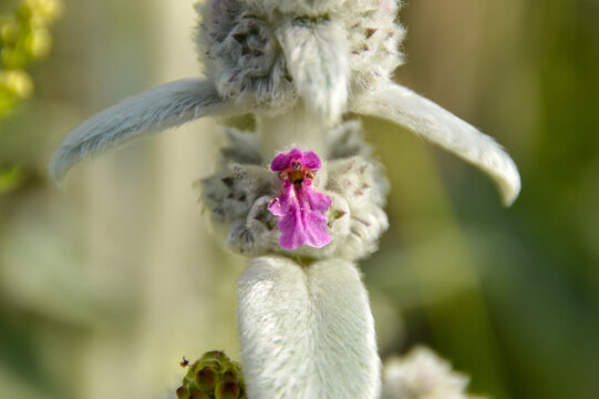 Close up of Stachys byzantina plants, known as lamb&acute;s ear 
