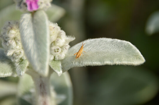 Close up of Stachys byzantina plants, known as lamb&acute;s ear 
