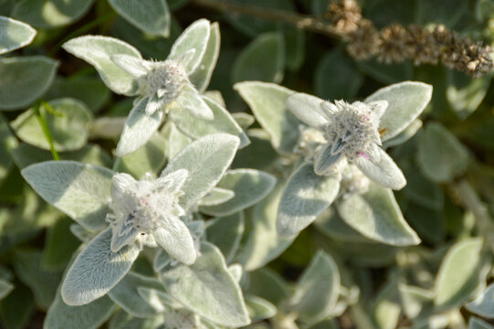 Close up of Stachys byzantina plants, known as lamb&acute;s ear 
