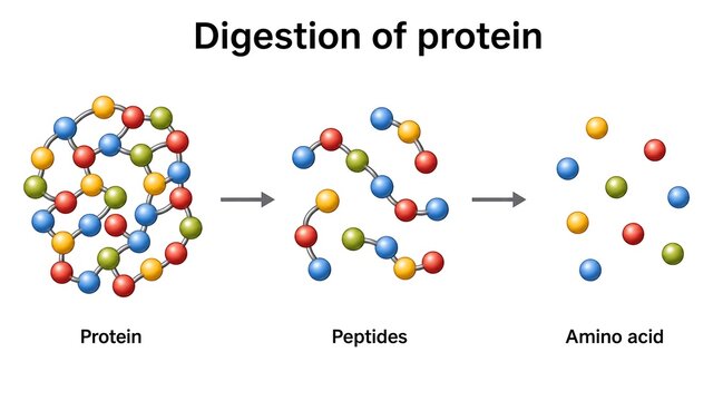 Biochemical process diagram of protein digestion breaking down into peptides