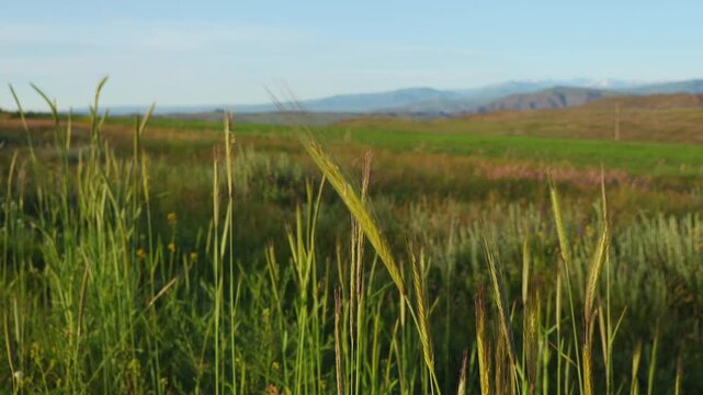 Bulbous Barley (Hordeum bulbosum) Spike in Selective Focus Against a Mountain Horizon
