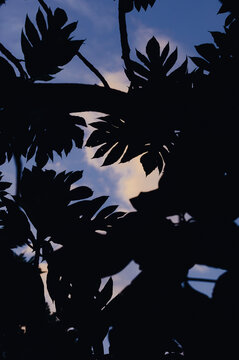 Ciel et feuilles de "uru" arbre du fruit &agrave; pain -Artocarpus altilis