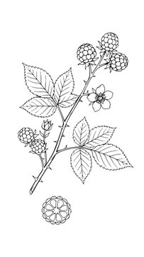 Detailed botanical ink sketch of a blackberry branch with berries leaves thorns and flower art