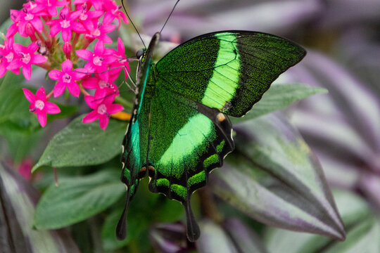 Papilio palinurus, emerald swallowtail