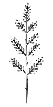Greenery Branch Botanical Line Art with Small Leaves on Stem