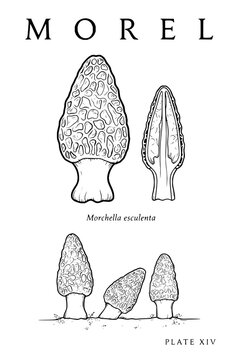 Vintage botanical ink illustration of morel mushrooms showing cross section and growth detail