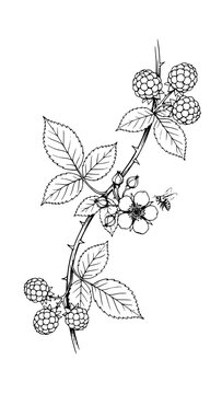 Detailed botanical line art of a blackberry branch with ripe berries, flowers, and a bee