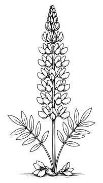 Detailed botanical ink illustration of a lupine flower plant with leaves on transparent background
