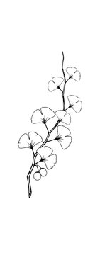 Minimalist line art illustration of ginkgo biloba branch with fan leaves on transparent background