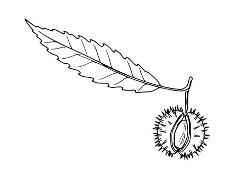 Botanical line art of a chestnut leaf and spiky seed pod on transparent background