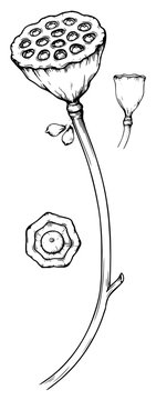 Vintage Botanical Sketch of Lotus Seed Pods