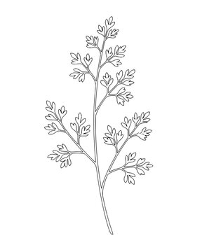 Minimalist Line Art of a Fern Branch
