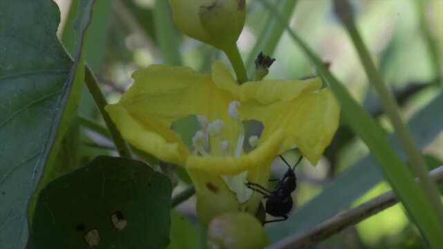 Macro 4K video of a black weevil beetle on a yellow Merremia vitifolia flower in bright sunlight.
