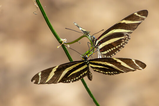 zebra longwing butterfly