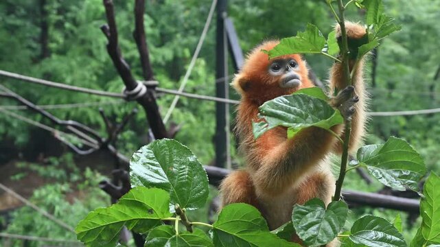 An adorable baby golden snub-nosed monkey with vibrant orange fur holds a branch and eats green leaves rainy day