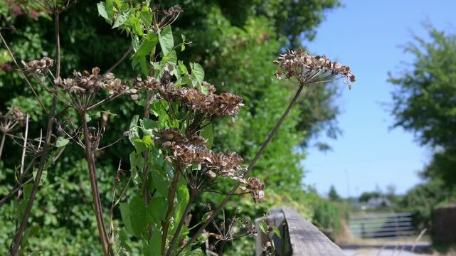 Horizontal video of dangerous plant called hogweed, which causes burns on human skin. The hogweed is dried but still dangerous against the sky, swaying in the wind