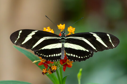 zebra longwing butterfly