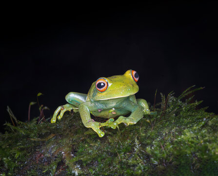 Rana arbor&iacute;cola sudamericana