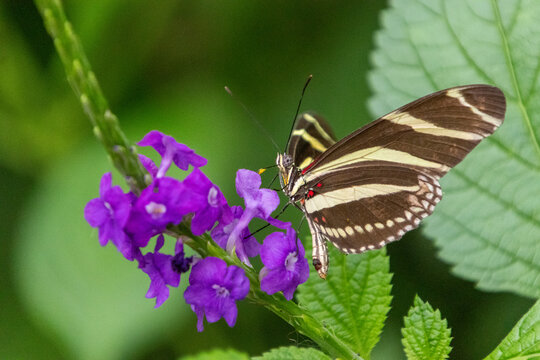 Zebra longwing butterfly