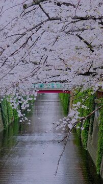 Vertical video of cherry blossoms sakura blooming over Meguro river with red bridge. Japanese spring season, Tokyo travel, hanami festival, and nature landscape concept.
