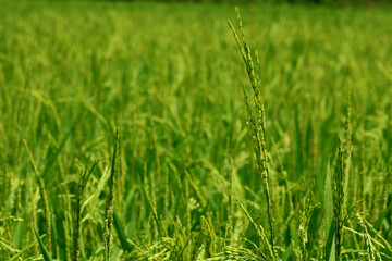 Fototapeta premium Image of rice field in India.