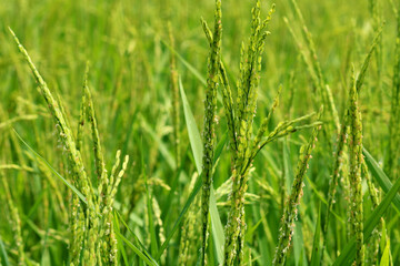 Fototapeta premium Image of rice field in India.