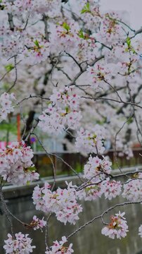 Vertical video of beautiful cherry blossoms sakura blooming close up in spring. Japanese traditional hanami festival, travel to Japan, and romantic nature background.