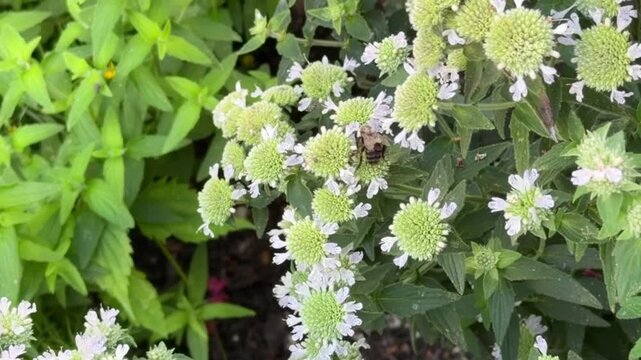 Video of a Bumble Bee feeding itself by visiting various plants.
