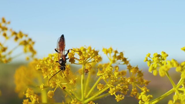 Akitschkan Ferula (Ferula akitschkensis) with an Ichneumon Wasp (Alomya sp.) Feeding on Yellow Umbels