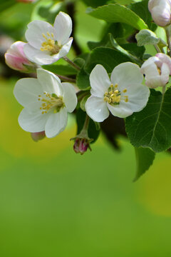 A flowering apple tree in the garden, Sainte-Apolline, Qu&eacute;bec, Canada