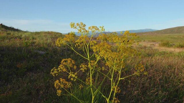 Akitschkan Ferula (Ferula akitschkensis) Flowering Stems Above a Highland Meadow
