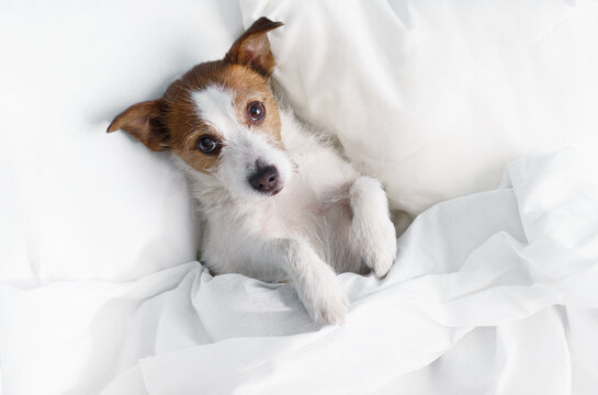 Jack Russell Terrier rests comfortably among soft white bedding at home. Small curious dog looks upward during a cozy morning relaxation moment.