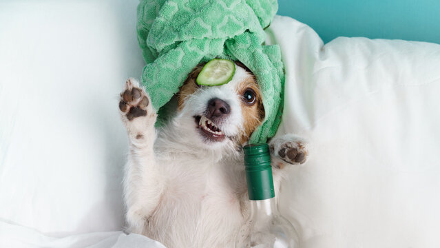 Jack Russell Terrier lies in white bedding with cucumber slices over its eyes. Funny small dog imitates a relaxing spa and self-care beauty treatment.