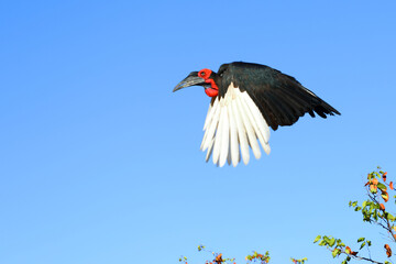 Kaffernhornrabe / Southern ground hornbill / Bucorvus leadbeateri © Ludwig