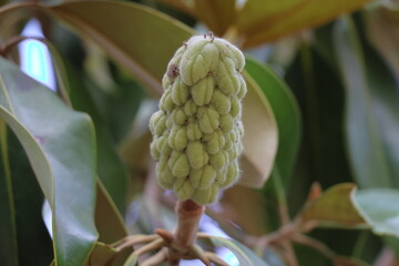 Magnolia grandiflora, also known as magnolia or magnolia tree © Viktor