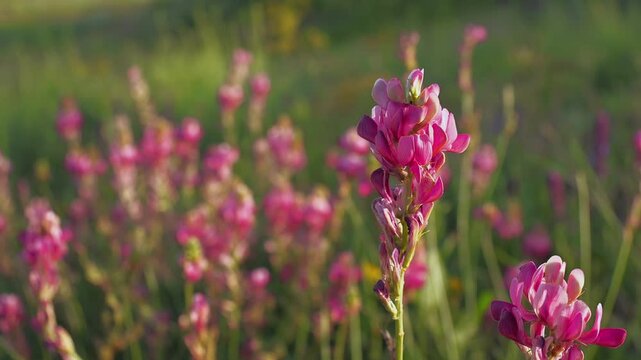 Common Sainfoin (Onobrychis viciifolia) Flower Head in Warm Evening Sun