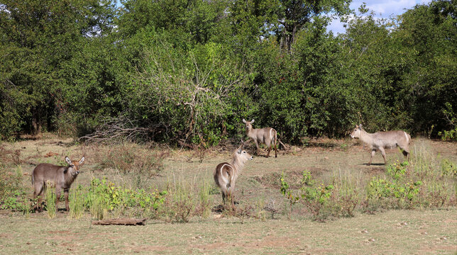 Wasserbock / Waterbuck / Kobus ellipsiprymnus