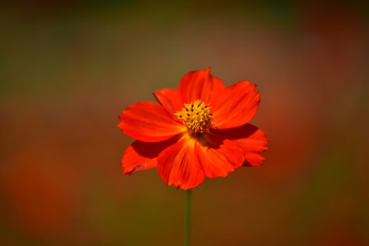 A vibrant orange cosmos flower blooming beautifully in a garden against a warm blurred background in Tokyo, Japan
