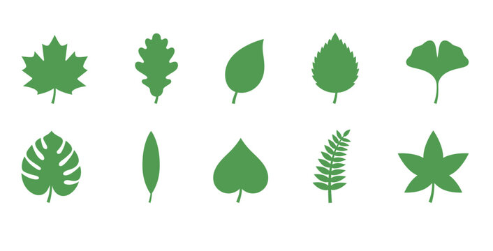 Abstract leaf silhouette icon set with maple ginkgo and fern leaves for nature concept