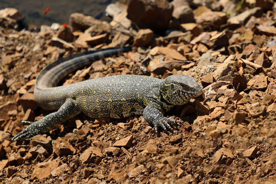 Nilwaran / Nile monitor / Varanus niloticus