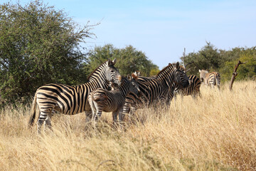 Steppenzebra / Burchell's zebra / Equus quagga burchellii © Ludwig