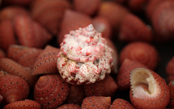 Close-up of a pink and white strawberry conch
