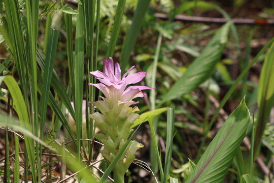 Image of a Curcuma flower.