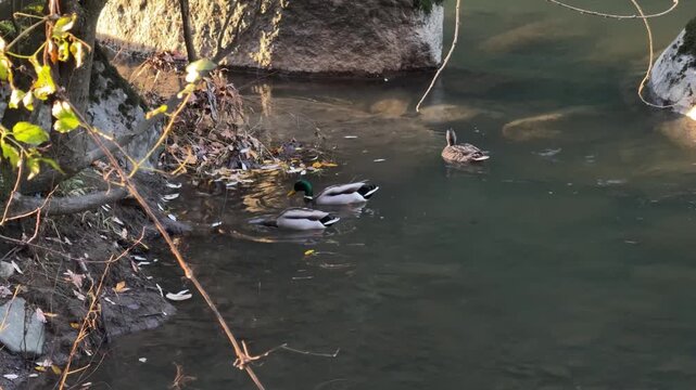 Mallard ducks swimming and foraging in a river