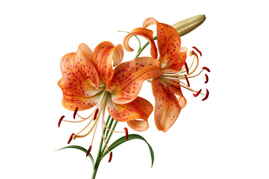 Tiger lily bouquet with orange red spotted petals blooming isolated on white background, luxury floral arrangement concept