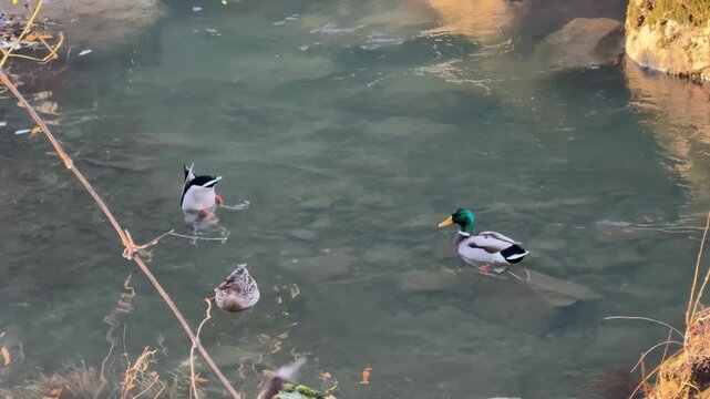 Wild mallard ducks swimming and feeding in a river