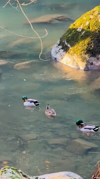 Mallard ducks swimming peacefully in river water