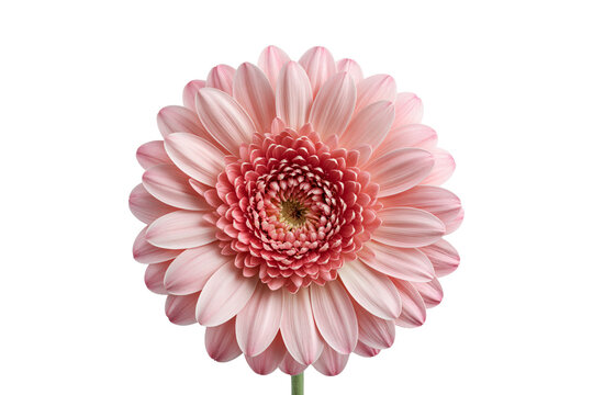 Pink gerbera daisy on stems isolated on white background, botanical beauty concept