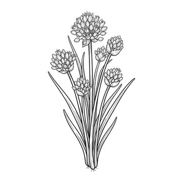 Chives purple flower buds sketch for gardening blogs websites culinary art prints