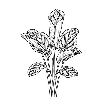 Calathea prayer plant folded leaves illustration for gardening blogs websites and prints